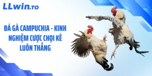 Đá Gà Campuchia - Kinh Nghiệm Cược Chọi Kê Luôn Thắng