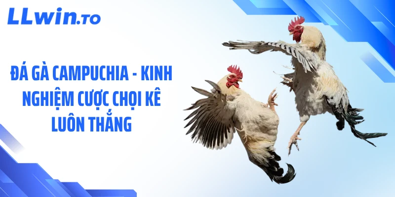 Đá Gà Campuchia - Kinh Nghiệm Cược Chọi Kê Luôn Thắng