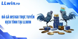 Đá Gà WS168 Trực Tuyến Kịch Tính Tại LLWIN