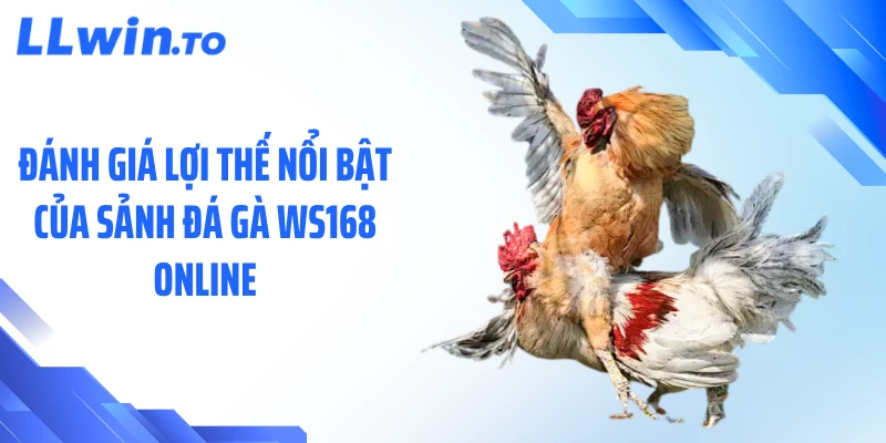 Đánh giá lợi thế nổi bật của sảnh đá gà WS168 online