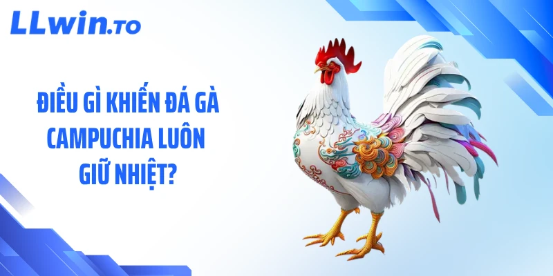 Điều gì khiến đá gà Campuchia luôn giữ nhiệt?