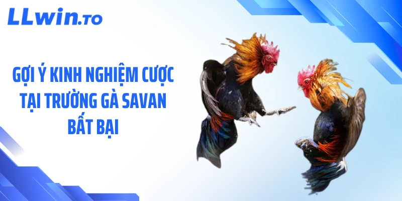 Gợi ý kinh nghiệm cược tại trường gà Savan bất bại