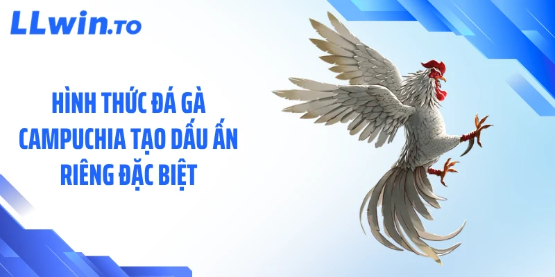 Hình thức đá gà Campuchia tạo dấu ấn riêng đặc biệt