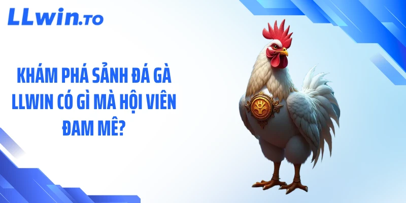 Khám phá sảnh đá gà LLWIN có gì mà hội viên đam mê?