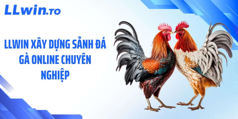 LLWIN xây dựng sảnh đá gà online chuyên nghiệp