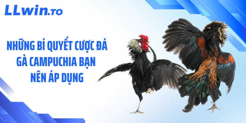 Những bí quyết cược đá gà Campuchia bạn nên áp dụng