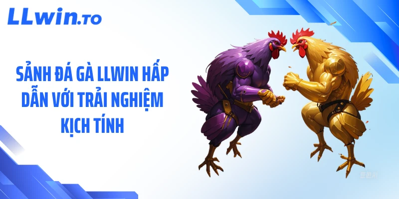 Sảnh Đá Gà LLWIN Hấp Dẫn Với Trải Nghiệm Kịch Tính