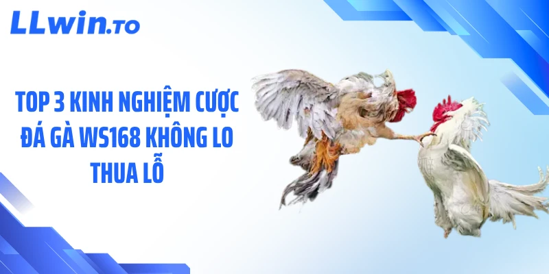 Top 3 kinh nghiệm cược đá gà WS168 không lo thua lỗ