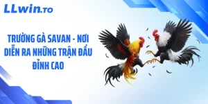 Trường Gà Savan - Nơi Diễn Ra Những Trận Đấu Đỉnh Cao