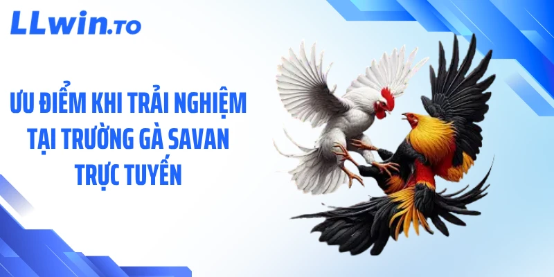 Ưu điểm khi trải nghiệm tại trường gà Savan trực tuyến